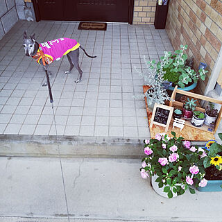 玄関/入り口/お気に入りのカラー/お花のある暮らし/グリーン/多肉植物...などのインテリア実例 - 2021-07-01 16:01:16