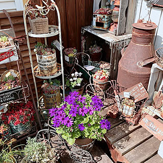 多肉寄せ植え/むらさきの花/寄せ植え/キャベツBOX/お花のある暮らし...などのインテリア実例 - 2021-03-11 16:09:08