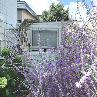 秋の空/ロシアンセージ/レンガの小道DIY/お庭のお花♡/フェンス風DIY...などのインテリア実例 - 2021-09-03 23:35:46