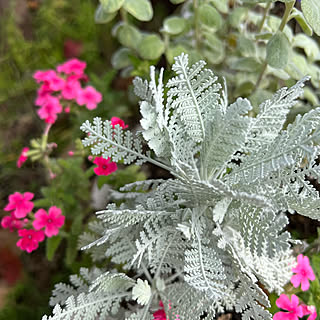 可愛いなぁ❤︎.*/シルバーリーフ/シルバーレース/花/花のある暮らし+..・* ❁...などのインテリア実例 - 2021-10-18 09:43:23