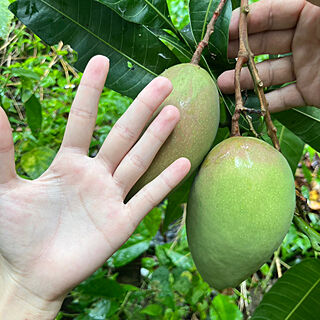 マンゴー/南国果物/育てるって楽しい♡/初収穫したい！/マンゴーの木...などのインテリア実例 - 2023-06-02 08:32:11