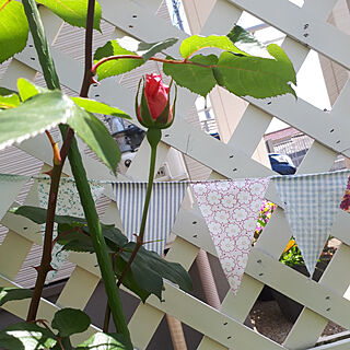 部屋全体/お花のある生活❁/てづくりの庭/お庭のお花♡/５月の庭...などのインテリア実例 - 2020-05-05 17:14:24