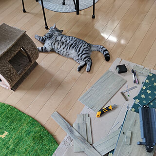 部屋全体/ねこのいる日常/ねこのいる風景/ねこと暮らす/ギャッベのラグ...などのインテリア実例 - 2021-09-19 23:29:03