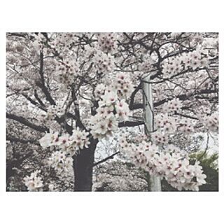 桜/SAKURAのインテリア実例 - 2014-03-28 14:44:55