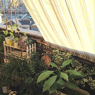 壁/天井/シェードDIY/ウッドフェンス DIY/観葉植物のインテリア実例 - 2016-10-16 20:36:00