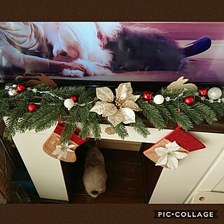 棚/クリスマス/いつもいいねやコメありがとうございます♡/IKEAのもみの木/うさぎと暮らす...などのインテリア実例 - 2019-11-16 14:10:00