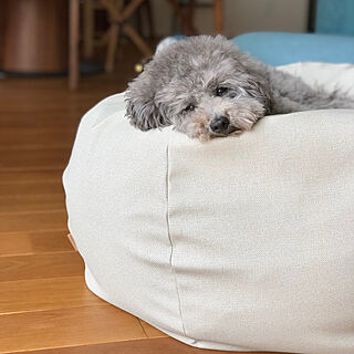 部屋全体/ビーズクッション/ig…amiagram/ソファ/いぬのいる暮らしのインテリア実例 - 2018-04-15 10:11:24