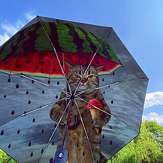 猫柄/折りたたみ傘/晴雨兼用傘/かさ/傘買いました...などのインテリア実例 - 2022-07-05 21:47:36