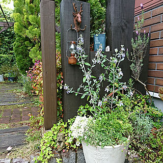 棚/庭/小さい庭/小さい庭を楽しむ♥️/庭への入り口...などのインテリア実例 - 2020-05-23 16:40:00