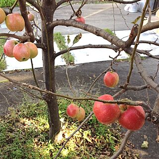 姫りんご/樹木のインテリア実例 - 2013-09-21 08:06:35