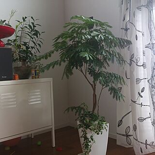リビング/IKEA/植物のある部屋/エバーフレッシュ/IKEAのカーテンのインテリア実例 - 2013-06-28 21:34:44