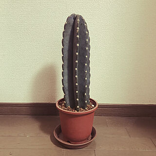 観葉植物/リビング/cactus/サボテンのインテリア実例 - 2020-12-02 16:09:19