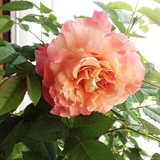 部屋全体/アウグスタルイーゼ/薔薇の花/花のある暮らしのインテリア実例 - 2016-05-29 10:45:41