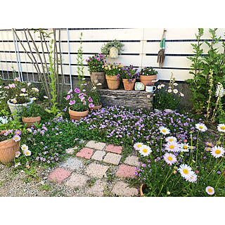 庭のある暮らし/庭/ガーデニング/庭の花/花のある暮らし...などのインテリア実例 - 2021-04-26 09:45:56