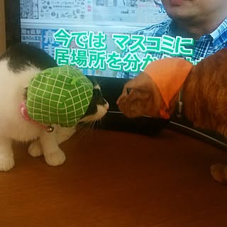 棚/いつもいいね！ありがとうございます♪/むぎ/ゆき/ねこのいる日常...などのインテリア実例 - 2017-07-16 12:47:21