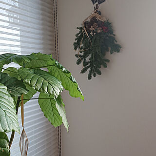 壁/天井/クリスマス/植物のある暮らし/好きなものに囲まれて暮らす/フォロワーさん大感謝♡...などのインテリア実例 - 2019-12-03 16:23:48