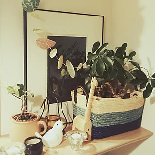 棚/植物のある暮らし/フレーム/植物のある部屋/がじゅまる君...などのインテリア実例 - 2016-02-14 20:12:35