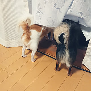 リビング/癒されます/愛犬と暮らす/愛犬/家族...などのインテリア実例 - 2021-05-30 05:43:40