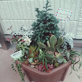 玄関/入り口/寄せ植え初心者/多肉植物/サボテン/グリーンネックレスのインテリア実例 - 2015-10-31 22:09:22