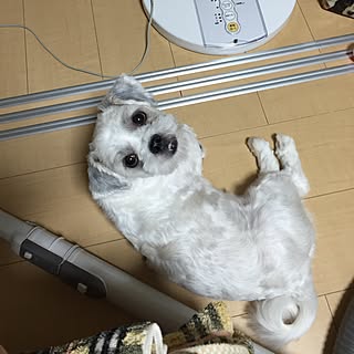 我が家の愛犬/又の掃除機/ちびっ子ギャングのインテリア実例 - 2016-09-15 19:17:10