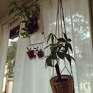 壁/天井/プラントハンガー作ってみました/無印良品/観葉植物を壁に/植物愛のインテリア実例 - 2016-07-02 17:34:25