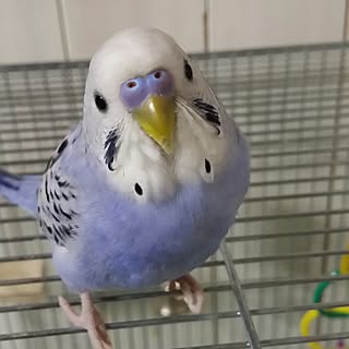 机/インコと暮らす家/自己満足でごめんなさい(^◇^;)/インテリアじゃなくてごめんなさい/賃貸でも楽しく♪...などのインテリア実例 - 2016-11-24 21:32:52