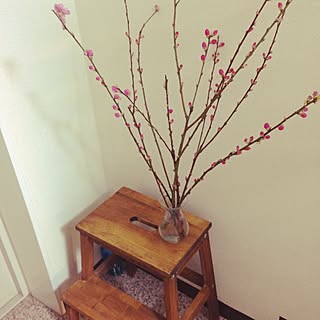 玄関/入り口/桃の花のインテリア実例 - 2015-03-02 23:37:49