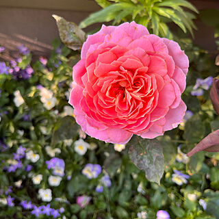 ロマンティック　アンティーク/バラ/薔薇/手作りの庭/植物が好き...などのインテリア実例 - 2023-05-22 20:33:57