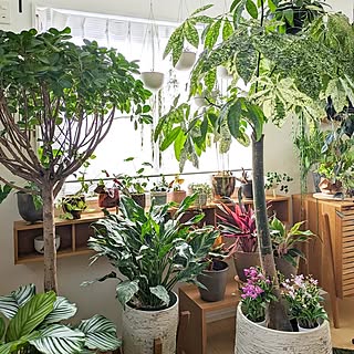 窓辺のインテリア/植物のある暮らし/観葉植物のある暮らし/観葉植物インテリア/北欧インテリア...などのインテリア実例 - 2024-03-29 19:31:40