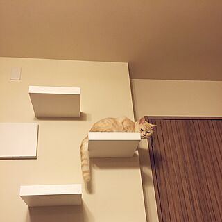 壁/天井/マンション/猫/猫のいる生活/IKEA...などのインテリア実例 - 2016-06-03 20:39:56