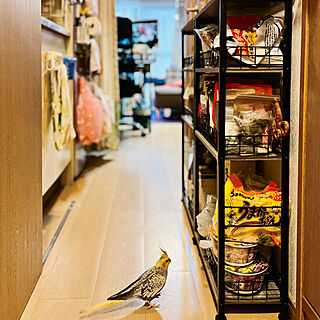 parrotさんの実例写真