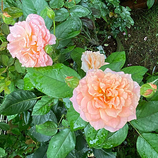 庭/薔薇/花のある暮らし/淡いオレンジ/玄関/入り口のインテリア実例 - 2021-07-11 09:57:18