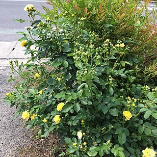 玄関/入り口/黄色のバラ/ボチボチ咲いてきた/バラのインテリア実例 - 2017-05-31 09:25:04
