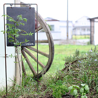 山椒の木/ローズマリー/看板 DIY/看板/車輪...などのインテリア実例 - 2021-05-25 20:55:49