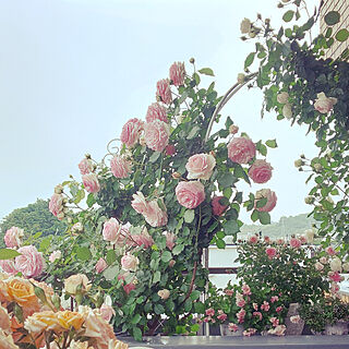 rose/ベランダガーデニング/ばらが咲きました♡/ピエールドゥロンサール/ばらの花...などのインテリア実例 - 2022-05-12 15:33:03