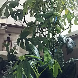 バス/トイレ/植物/日替わり投稿企画!木曜日/グリーンのある暮らし/ヒメモンステラ...などのインテリア実例 - 2017-07-13 11:42:51