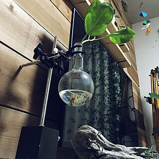 リビング/理化学ガラス容器/観葉植物のインテリア実例 - 2016-11-18 00:33:04