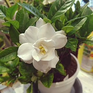 鉢植え/花のある暮らし/サーファーズハウス/リゾートスタイル/三大香木...などのインテリア実例 - 2024-05-19 17:55:24