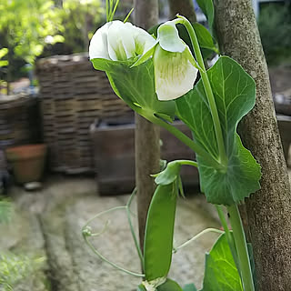 部屋全体/ボタニカル/ナチュラル/料理/植物...などのインテリア実例 - 2019-05-30 22:08:43