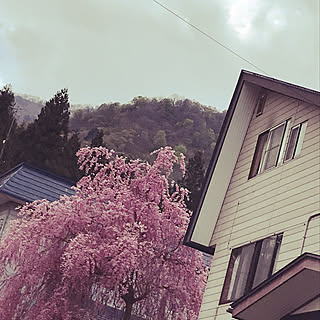 枝垂れ桜/玄関/入り口のインテリア実例 - 2020-04-28 12:02:09