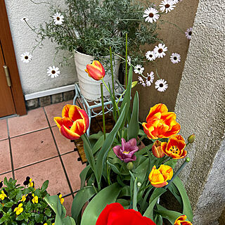 リビング/ガーデニング/花のある暮らし/お花のある暮らし/4月の庭...などのインテリア実例 - 2024-04-13 19:39:46