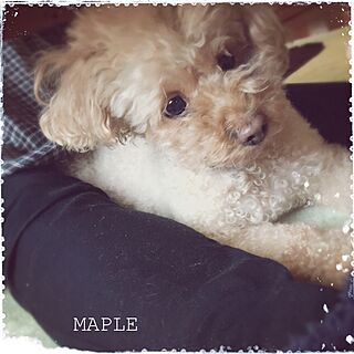 ベッド周り/愛犬maple/ベッド周りではありませんのインテリア実例 - 2016-01-01 08:19:56