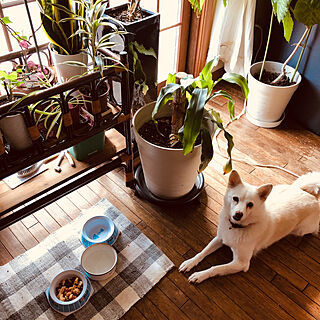 部屋全体/観葉植物のある部屋/犬と暮らすのインテリア実例 - 2019-01-27 12:06:56