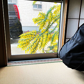 ミモザこのあと切りました/窓からの眺め/アコギ/ギターのある部屋/和室...などのインテリア実例 - 2022-03-26 13:04:20