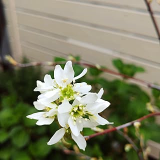 玄関/入り口/お庭/ジューンベリーの花/他のものが目に入らなくなる性格/集中し過ぎも良くないと…...などのインテリア実例 - 2024-04-05 08:29:19