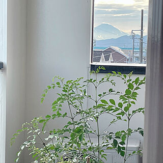 富士山が見える家/シマトネリコ/グリーン/快適な暮らし/2人暮らし...などのインテリア実例 - 2022-06-26 16:25:32