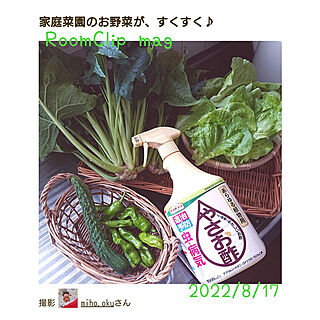 キッチン/RoomClip mag/RoomClip mag 掲載/やさお酢/家庭菜園のインテリア実例 - 2022-08-17 13:19:35