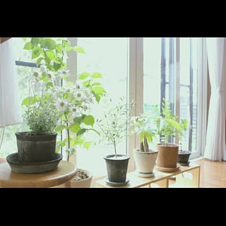 観葉植物/雑木/花/フランネルフラワー/グリーン...などのインテリア実例 - 2015-06-06 10:21:37