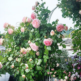 玄関/入り口/rose/ばらの花/薔薇が好き♡/ばらが咲きました♡...などのインテリア実例 - 2022-05-10 15:55:40