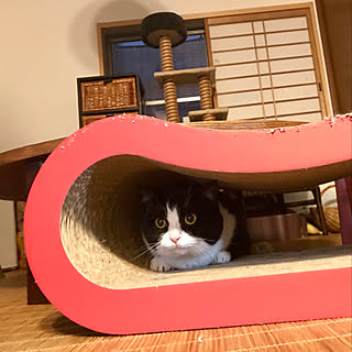 リビング/ねこ/にゃんずroom/こあがり和室/キャットタワーのインテリア実例 - 2019-02-02 11:27:20